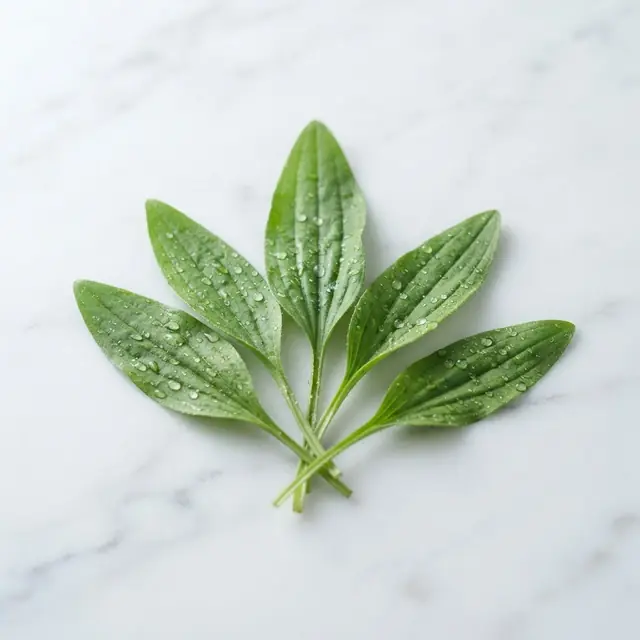 Ekstrakt z babki lancetowatej (Plantago lanceolata)
