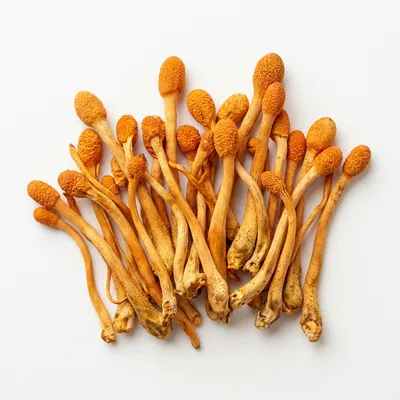 Kordyceps chiński