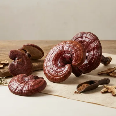 Reishi (Ganoderma lucidum)