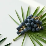 Ekstrakt z palmy sabałowej (Serenoa repens)